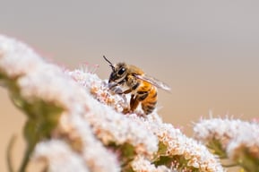 close-up-of-honey-bee-2021-09-04-14-59-12-utc