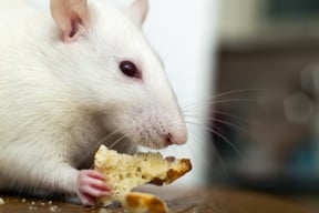 close-up-of-white-domestic-rat-eating-bread-crums-2022-01-12-06-52-12-utc
