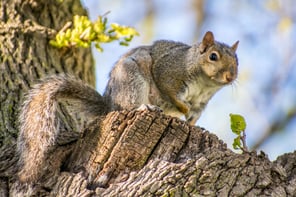 closeup-of-squirrel-in-tree-2022-08-01-03-06-48-utc
