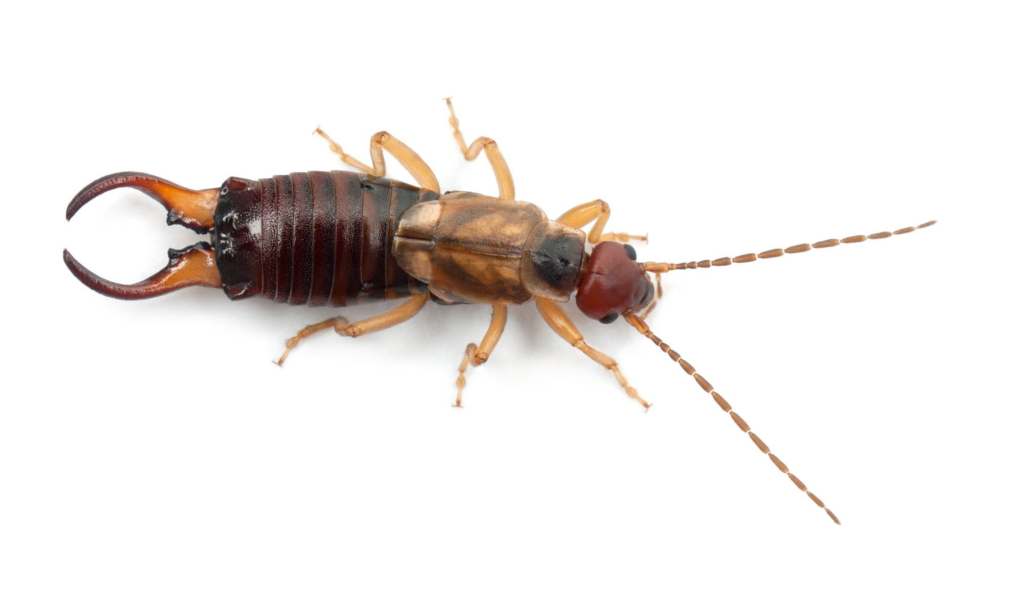 common-earwig-or-european-earwig-forficula-auricu-2021-08-26-18-02-24-utc