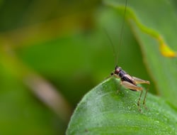 cricket-nature-background-photo-2022-11-15-13-51-00-utc