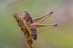 cricket-on-brown-grass-2021-08-26-16-38-16-utc