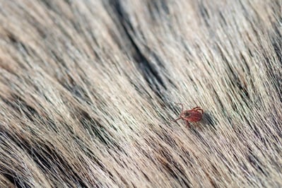 dog tick