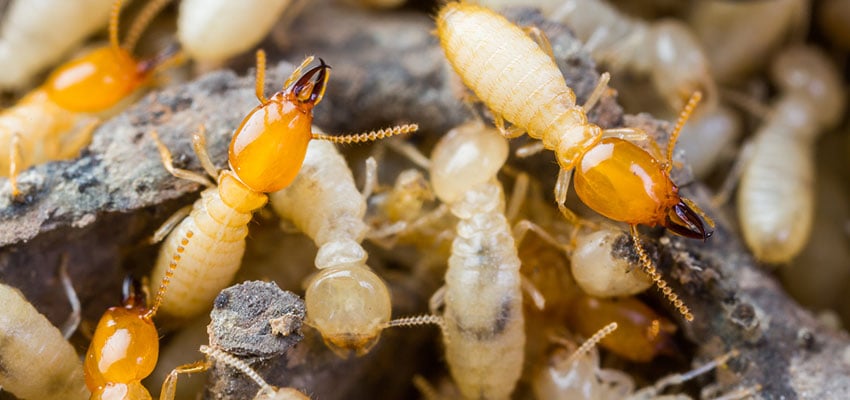 ecoshield termites-on-wood