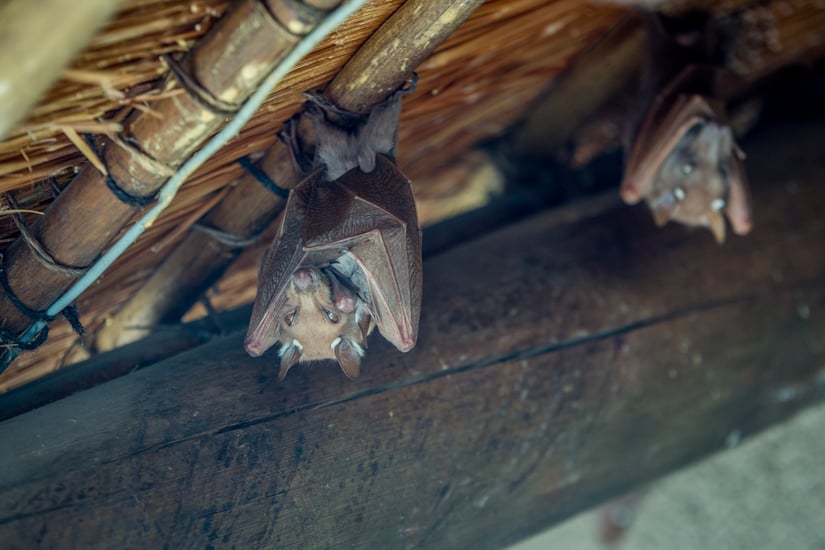 How Do I Get Rid of Bats in My Attic?