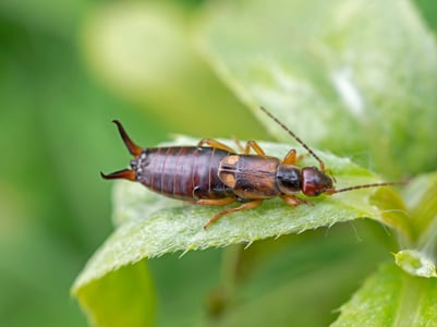 european earwig