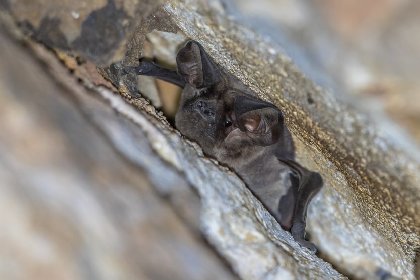 How Do I Get Rid of Bats in My Attic?