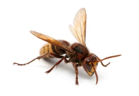 european-hornet-vespa-crabro-in-front-of-white-b-2021-08-26-18-02-13-utc
