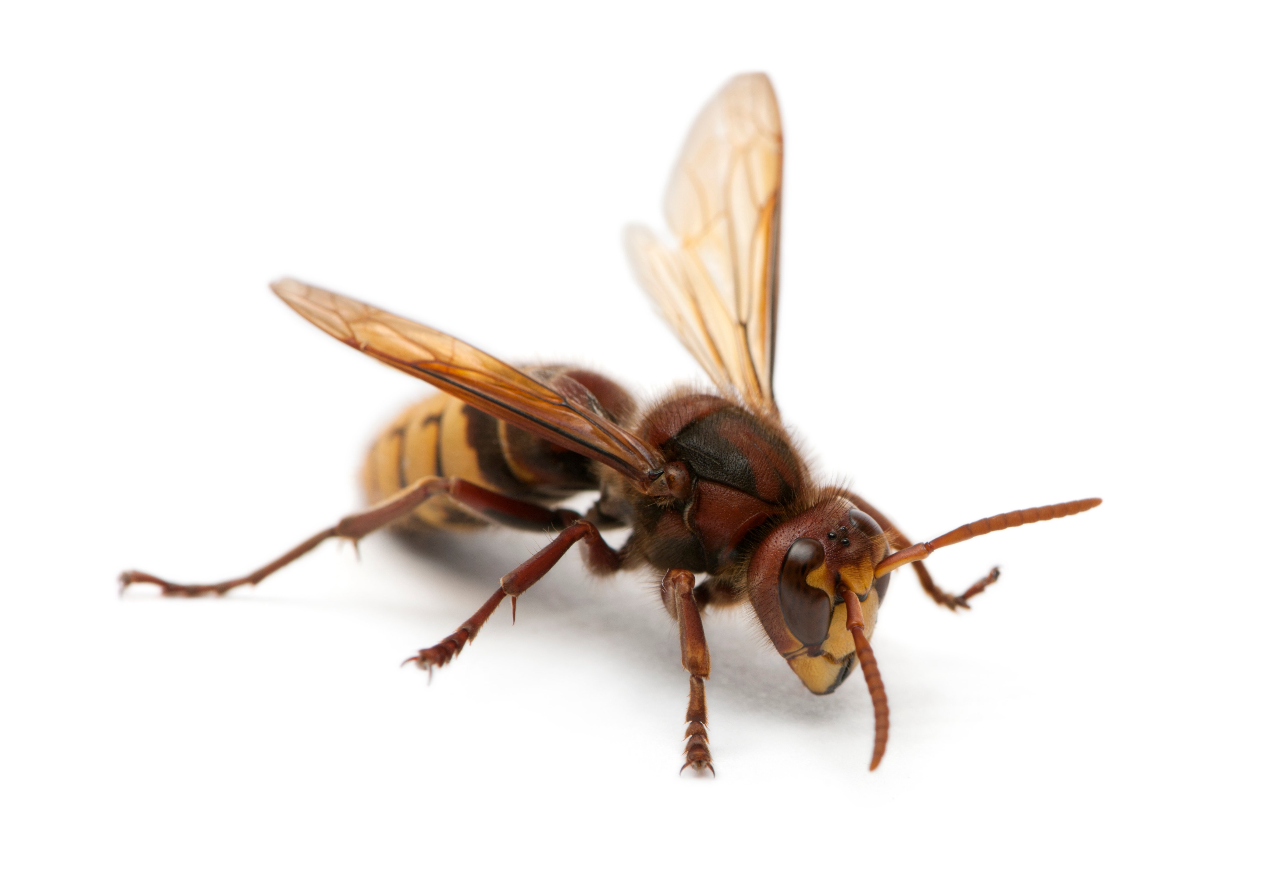 european-hornet-vespa-crabro-in-front-of-white-b-2021-08-26-18-02-13-utc european-hornet-vespa-crabro-in-front-of-white-b-2021-08-26-18-02-13-utc