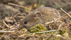 field-mouse-hiding-with-camouflage-2021-08-29-12-20-08-utc