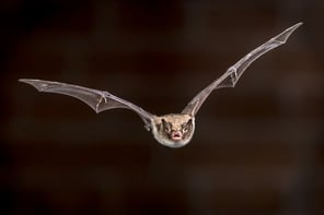 flying-pond-bat-2021-08-28-15-09-47-utc