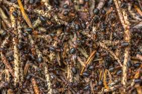 formica-ants-colony-2021-08-27-09-41-42-utc