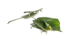 giant-katydid-stilpnochlora-couloniana-on-leaf-i-2021-08-26-18-04-37-utc