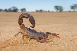 granulated-thick-tailed-scorpion-parabuthus-granu-2021-10-20-09-18-22-utc