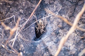 grass-spider-and-his-funnel-web-2022-06-20-22-50-09-utc