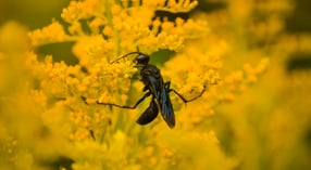 great-black-wasp-2021-10-22-17-32-15-utc