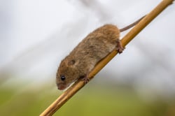 harvesting-mouse-on-stick-of-reed-2021-08-26-16-38-15-utc