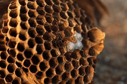 hornet-hive-with-empty-honeycombs-close-up-2022-06-22-21-39-48-utc
