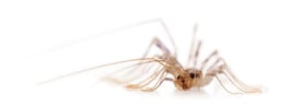 house-centipede-scutigera-coleoptrata-in-front-o-2021-08-26-18-01-36-utc