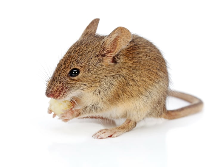 How Much Does it Cost to Get Rid of Mice?
