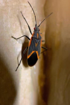 insect-gd2c60d48b_1920