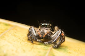 jumping-spider-predator-nature-habitat-2021-08-31-06-46-57-utc