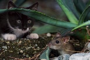 katz-g7a715928f_1920