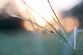 lady-bug-on-grass-in-the-early-winter-2021-08-26-19-58-46-utc