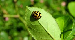 ladybird-g9c0c7bb98_1920