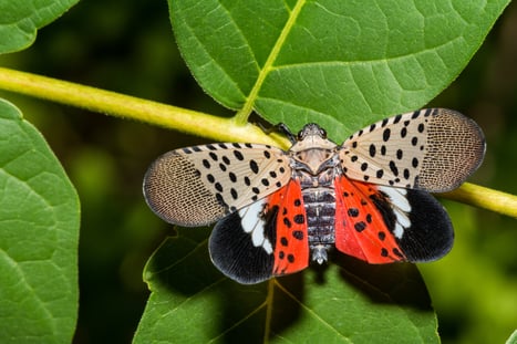 lantern fly