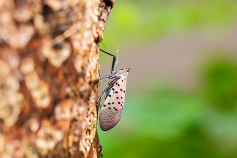 lanternfly