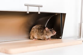 little-mouse-in-bread-box-in-kitchen-2022-04-15-06-29-27-utc