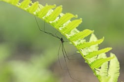 long-leg-spider-2022-08-01-03-03-01-utc