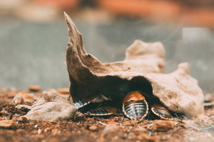 What is the Difference Between American and German Roaches?