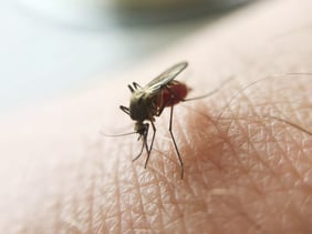 macro-of-mosquito-sucking-blood-2022-03-23-22-00-52-utc