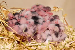 mice-g2f766564b_1920