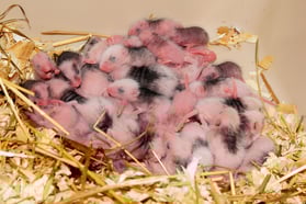 mice-g2f766564b_1920