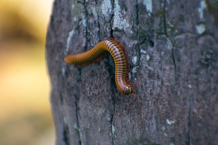 millipede1