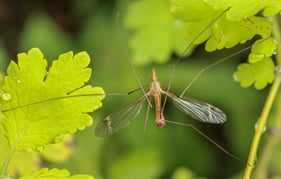 mosquito-rests-2022-08-01-02-01-24-utc