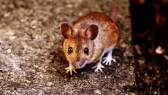 mouse-g401b017fe_1920