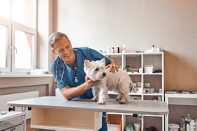 my-cute-patient-cheerful-middle-aged-vet-looking-2021-12-09-04-17-29-utc