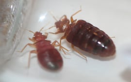 14_Bed Bugs