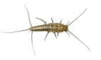 silverfish