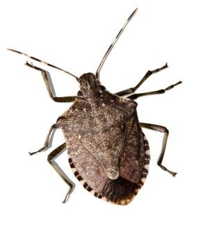 stinkbug_285