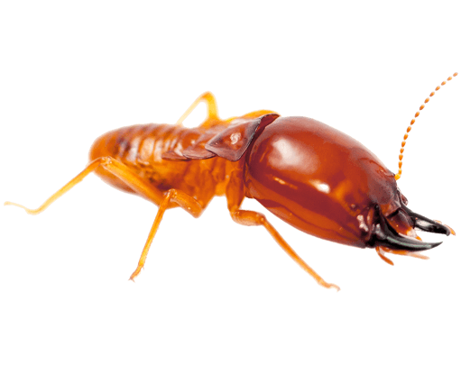 pest-library-termite