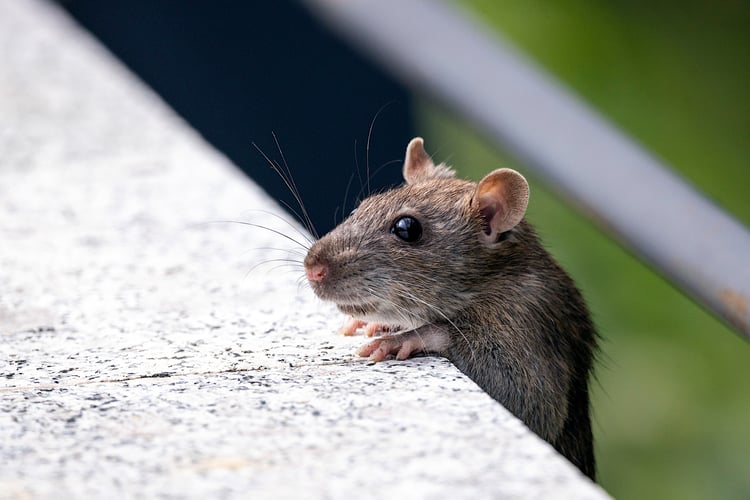 How Much Does it Cost to Get Rid of Mice?