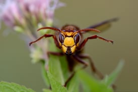portrait-of-european-hornet-2022-03-08-01-25-50-utc