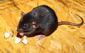 rat-g38814d291_1920