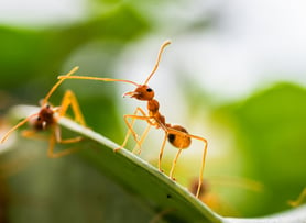 red-ant-green-tree-ant-weaver-ant-2022-03-05-16-19-57-utc