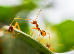 red-ant-green-tree-ant-weaver-ant-2022-11-04-03-09-29-utc